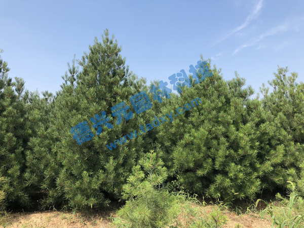 �c���鿴Ԕ����Ϣ���}����Ƥ�� ��x�Δ�(sh��)��2271