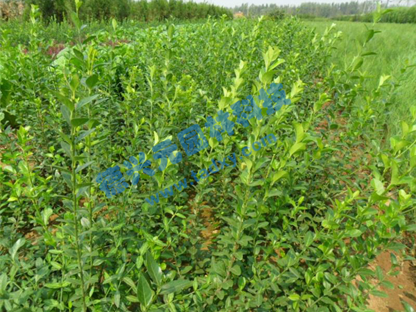 �c���鿴Ԕ����Ϣ���}�����~������ ��x�Δ���2781