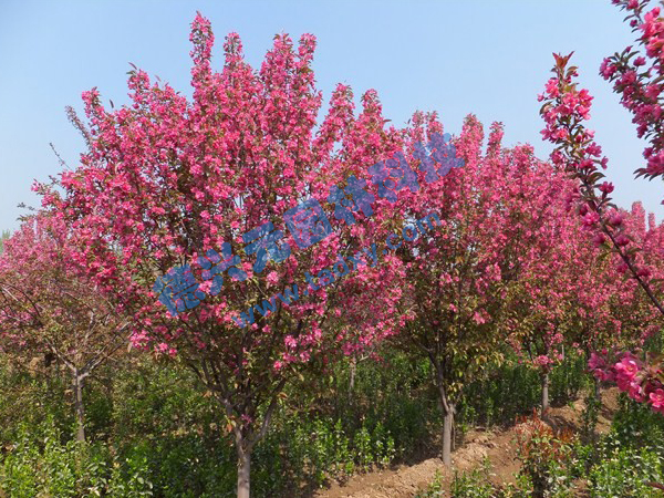 �c���鿴Ԕ����Ϣ���}������ ��x�Δ���2437