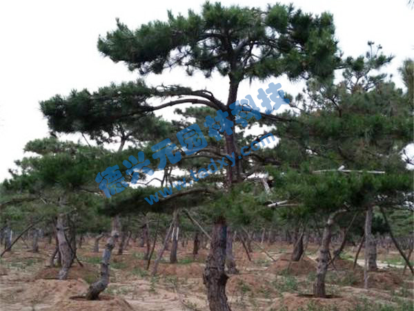 �c���鿴Ԕ����Ϣ���}������ ��x�Δ���2471