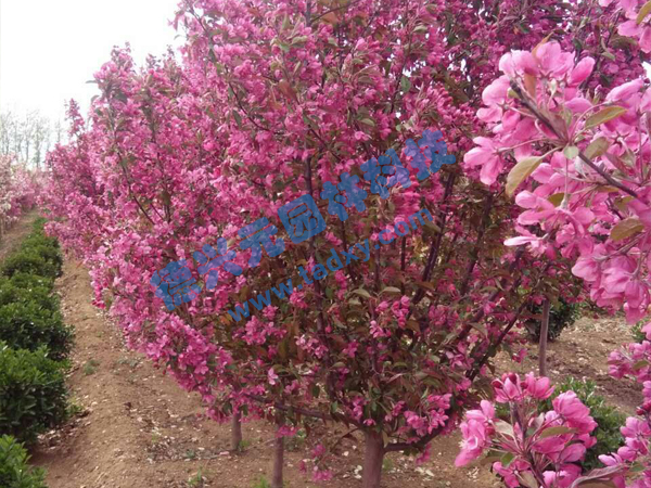 �c���鿴Ԕ����Ϣ���}���k������ ��x�Δ���2247