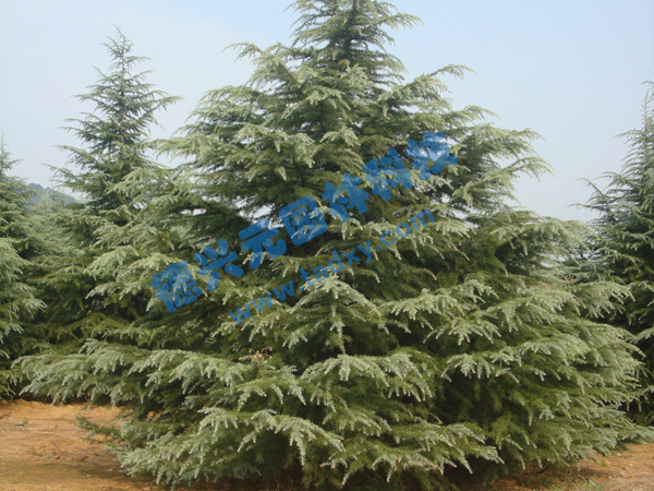 �c���鿴Ԕ��(x��)��Ϣ��(bi��o)�}��ѩ�� ��x�Δ�(sh��)��1952