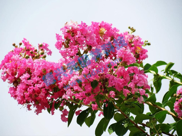 �c���鿴Ԕ��(x��)��Ϣ��(bi��o)�}����ޱ ��x�Δ�(sh��)��1945